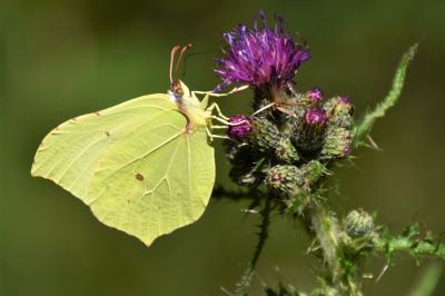 <i>Gonepteryx rhamni</i>