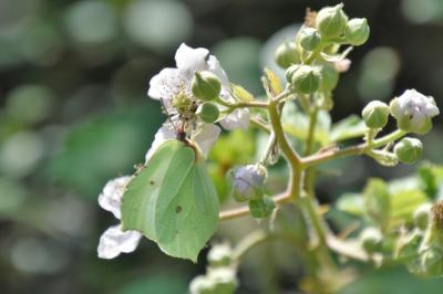 <i>Gonepteryx rhamni</i>