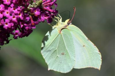 <i>Gonepteryx rhamni</i>