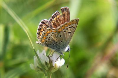 <i>Aricia agestis</i>