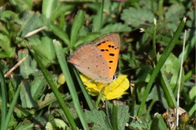 <i>Lycaena phlaeas</i>