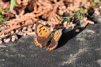 <i>Lycaena phlaeas</i>