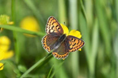 <i>Lycaena tityrus</i>