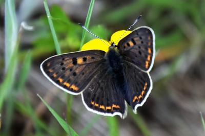 <i>Lycaena tityrus</i>