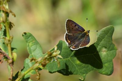 <i>Lycaena tityrus</i>