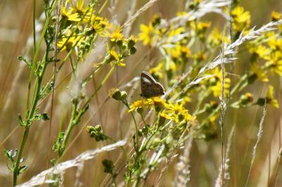 <i>Lycaena tityrus</i>