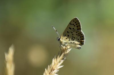 <i>Lycaena tityrus</i>