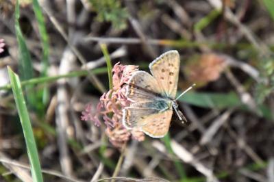 <i>Lycaena tityrus</i>