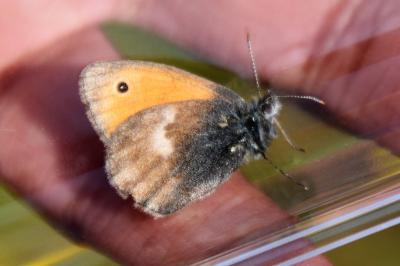 <i>Coenonympha pamphilus</i>