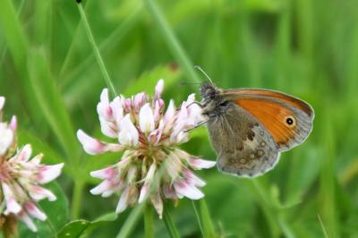<i>Coenonympha pamphilus</i>