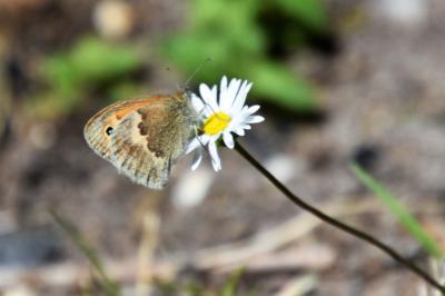 <i>Coenonympha pamphilus</i>
