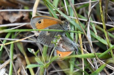 <i>Coenonympha pamphilus</i>