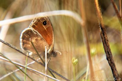 <i>Coenonympha pamphilus</i>
