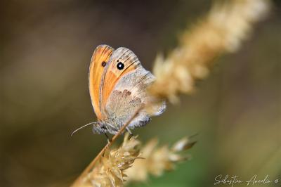 <i>Coenonympha pamphilus</i>