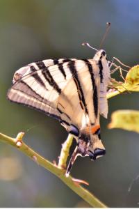 <i>Iphiclides podalirius</i>