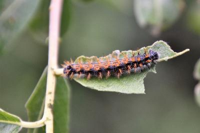 <i>Nymphalis polychloros</i>