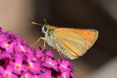 <i>Thymelicus lineola</i>