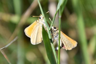 <i>Thymelicus lineola</i>