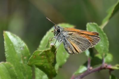 <i>Thymelicus</i>