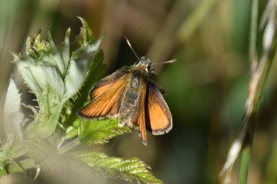 <i>Thymelicus</i>