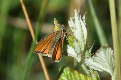 <i>Thymelicus</i>