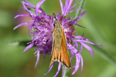 <i>Thymelicus</i>