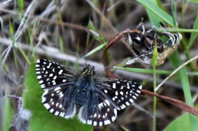 <i>Pyrgus malvae</i>