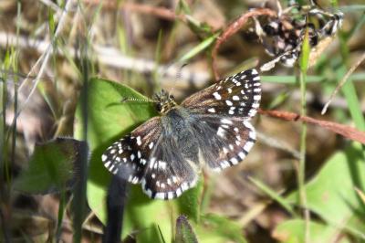 <i>Pyrgus malvae</i>