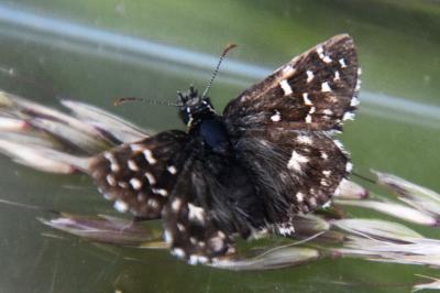 <i>Pyrgus malvae</i>