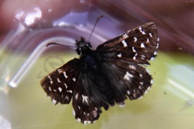 <i>Pyrgus malvae</i>