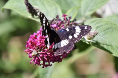 <i>Limenitis reducta</i>
