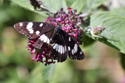 <i>Limenitis reducta</i>
