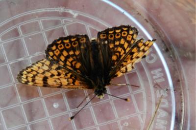 <i>Melitaea cinxia</i>