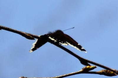 <i>Nymphalis antiopa</i>