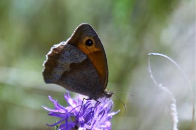 <i>Maniola jurtina</i>