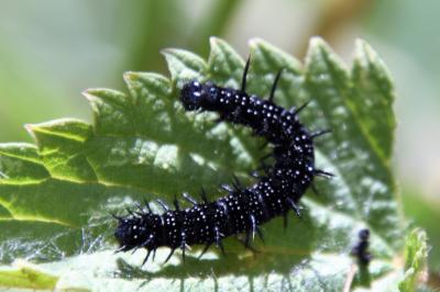 <i>Aglais io</i>