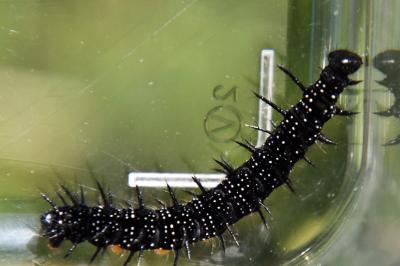 <i>Aglais io</i>