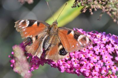<i>Aglais io</i>