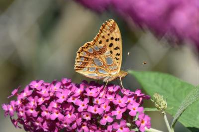 <i>Issoria lathonia</i>