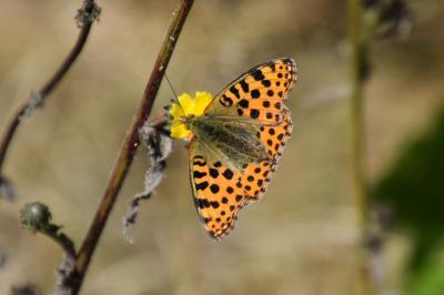 <i>Issoria lathonia</i>