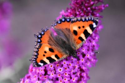 <i>Aglais urticae</i>