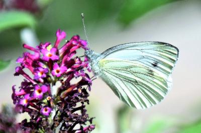 <i>Pieris napi</i>