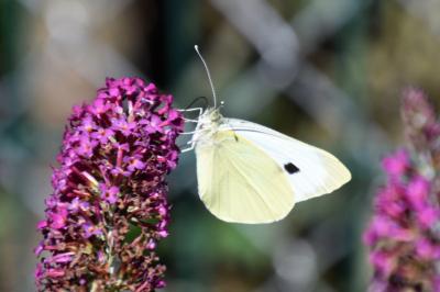 <i>Pieris brassicae</i>