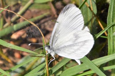 <i>Leptidea sinapis</i>