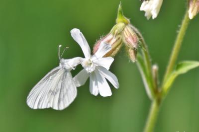 <i>Leptidea sinapis</i>