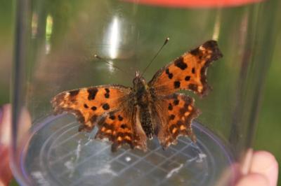 <i>Polygonia c-album</i>
