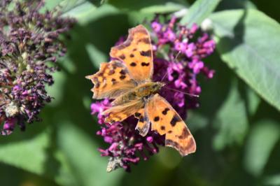 <i>Polygonia c-album</i>