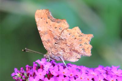 <i>Polygonia c-album</i>