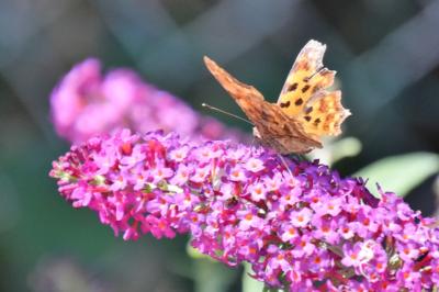 <i>Polygonia c-album</i>