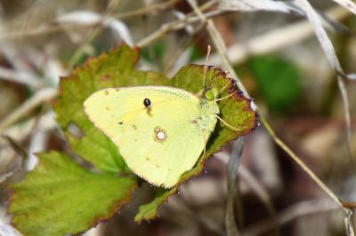<i>Colias crocea</i>